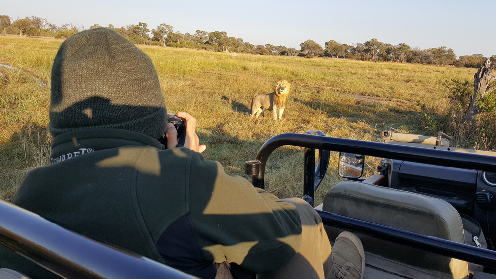 Watching a lion from a game drive vehicle in Khwai, Okavango Delta