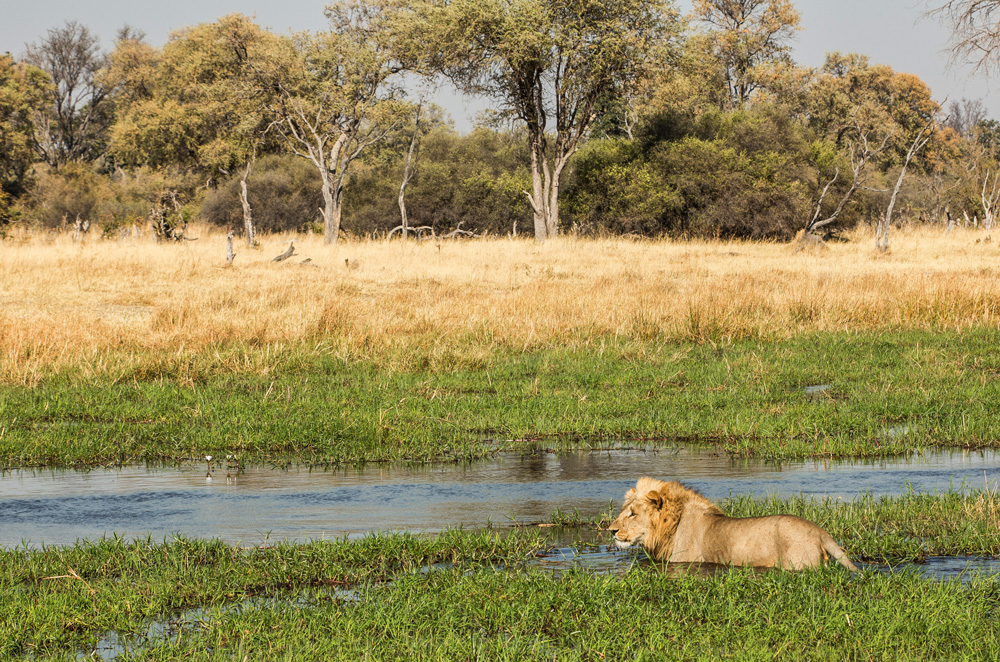 A lion making its way through the waters of the Okavango Delta