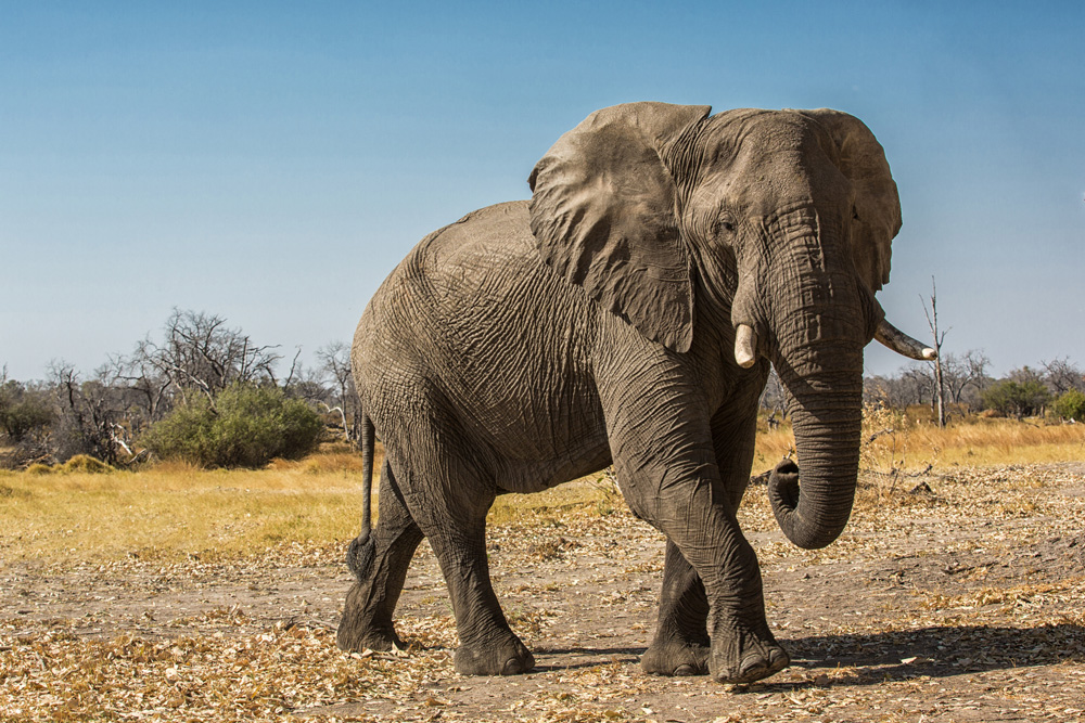 An elephant in the Khwai concession, Botswana