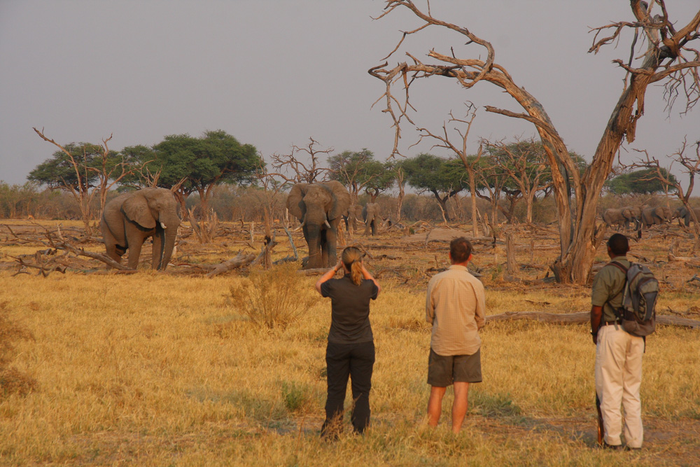 Guests watching two elephants while on safari in Khwai, Okavango Delta