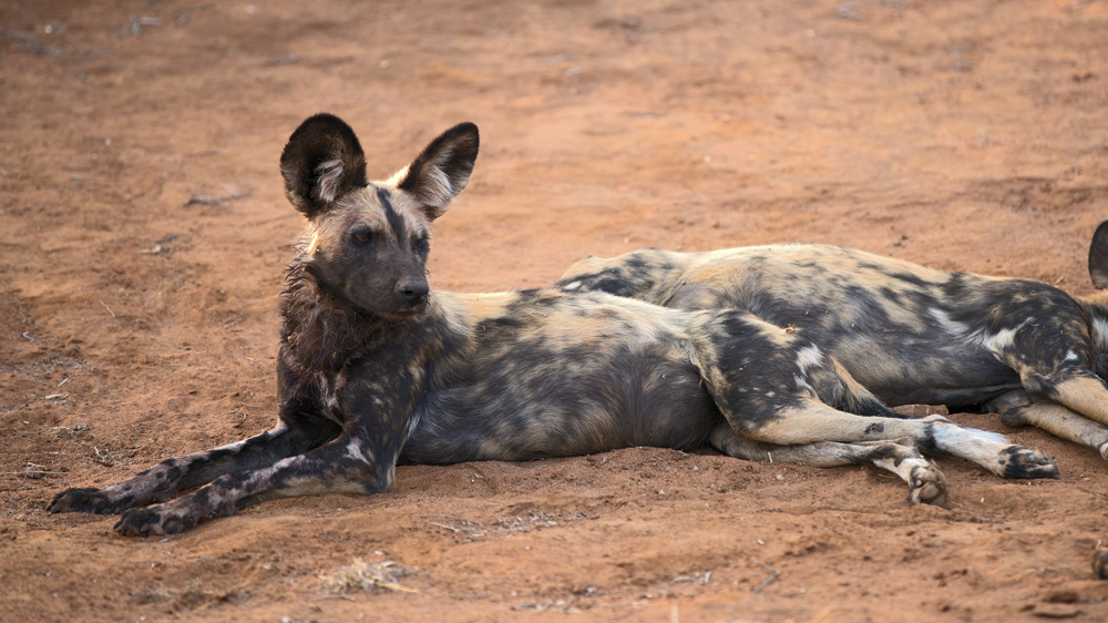 Wild dogs relaxing in Madikwe Game Reserve