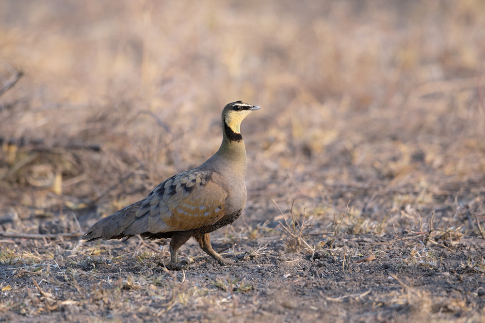 A yellow-throated sandgrouse