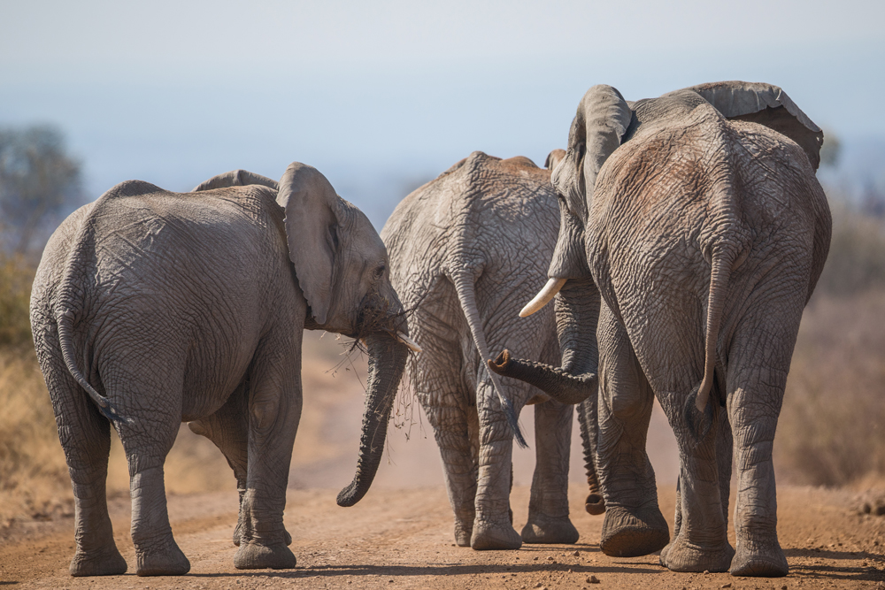 Magnificent Madikwe - Africa Geographic