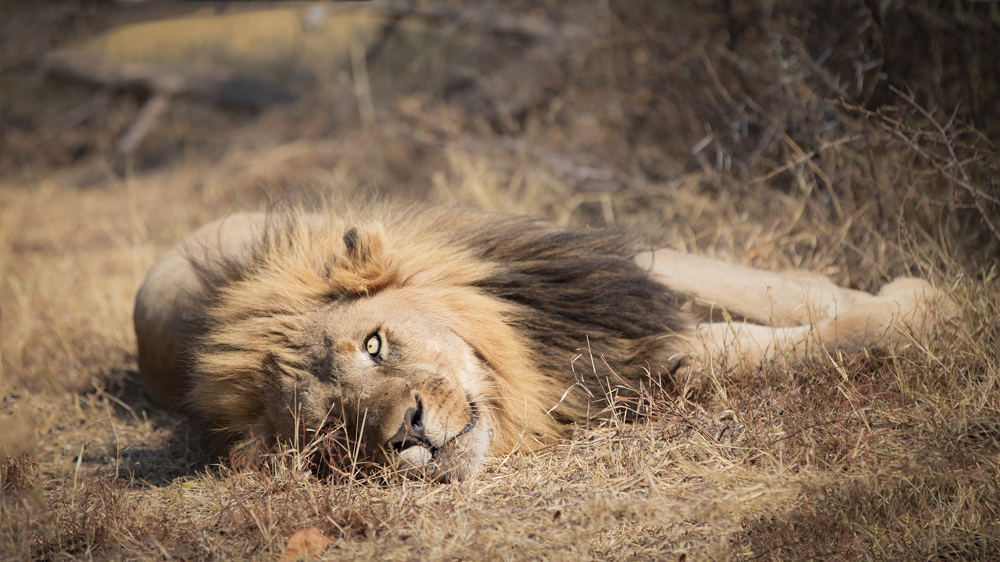 A majestic lion resting in the bush