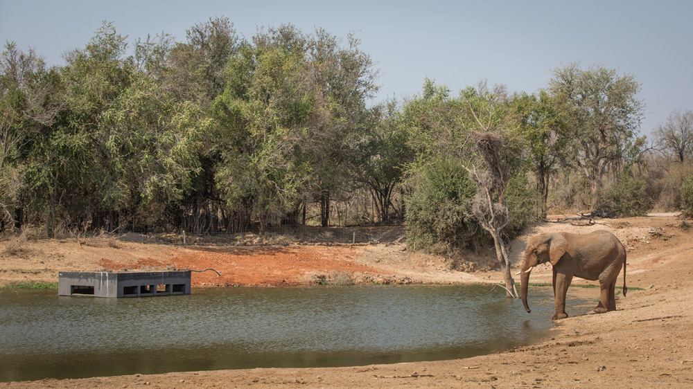 Guests watching an elephant from a hide