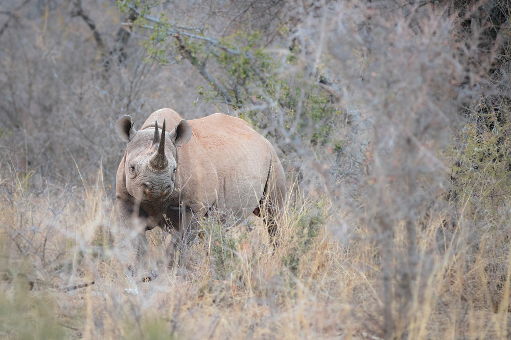 Rare black rhino spotted in the bush