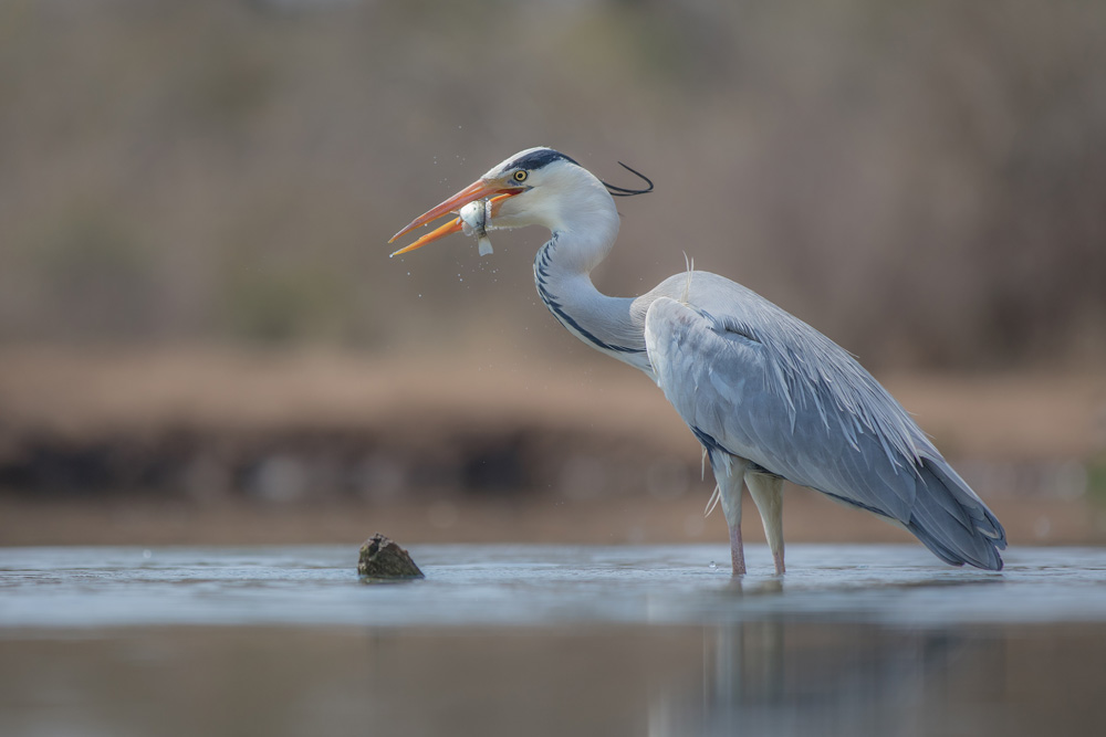 Grey heron with a freshly-caught fish