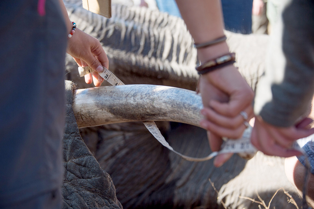 Measuring an elephant's tusk