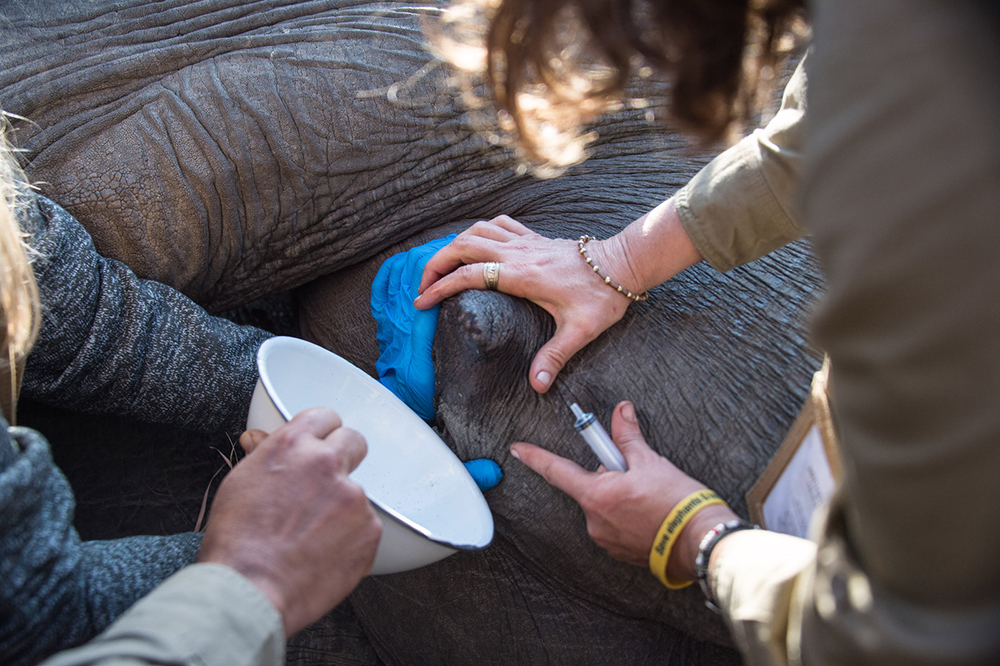 Milking an elephant cow for science