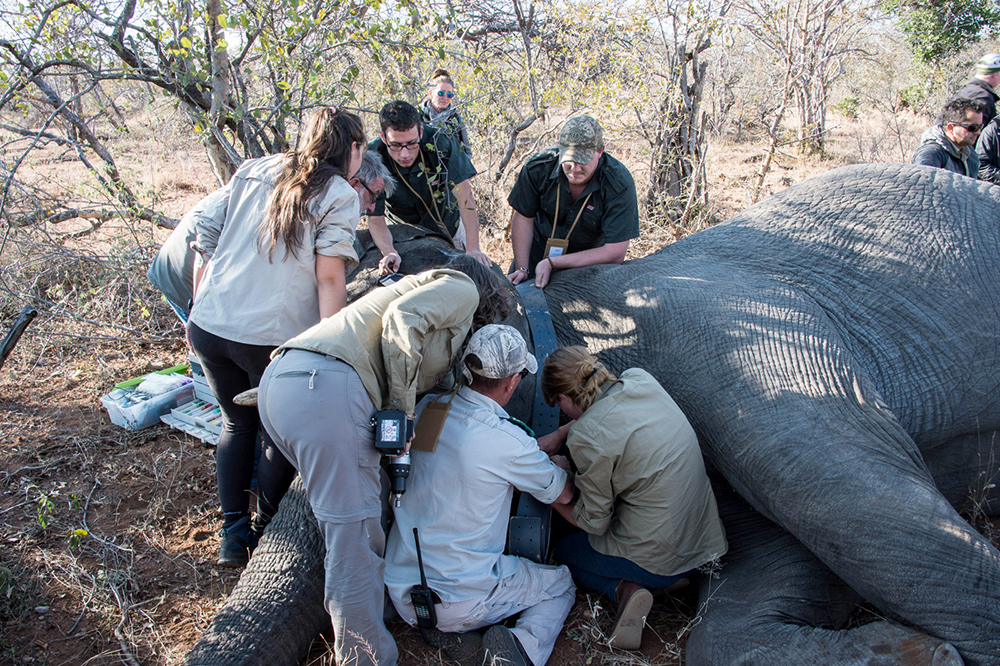 Conservation efforts by a team to help an elephant