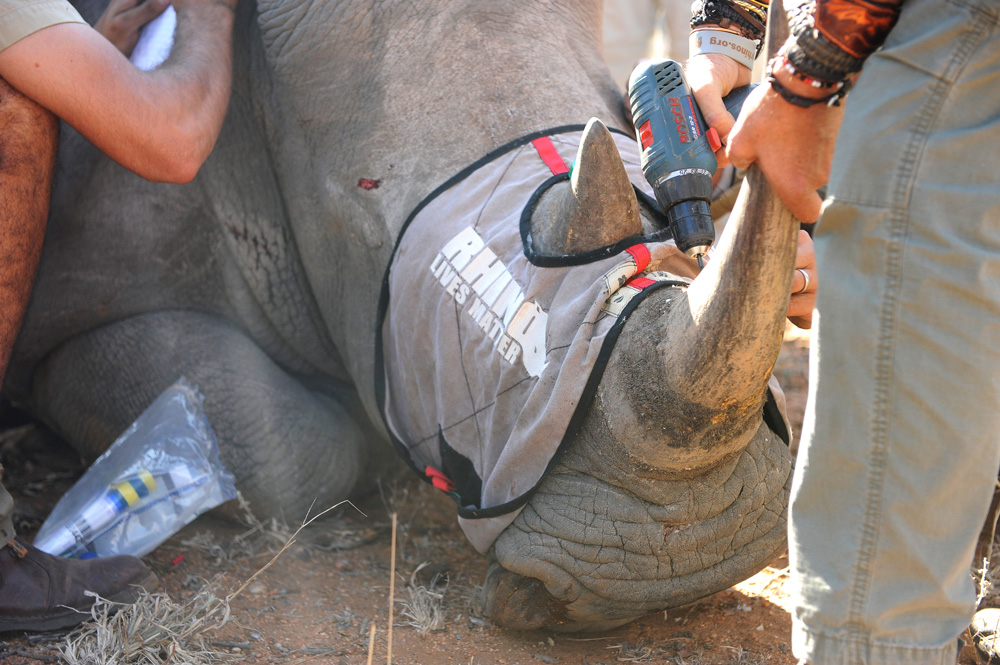 Putting a tracking micro chip in a rhino's horn