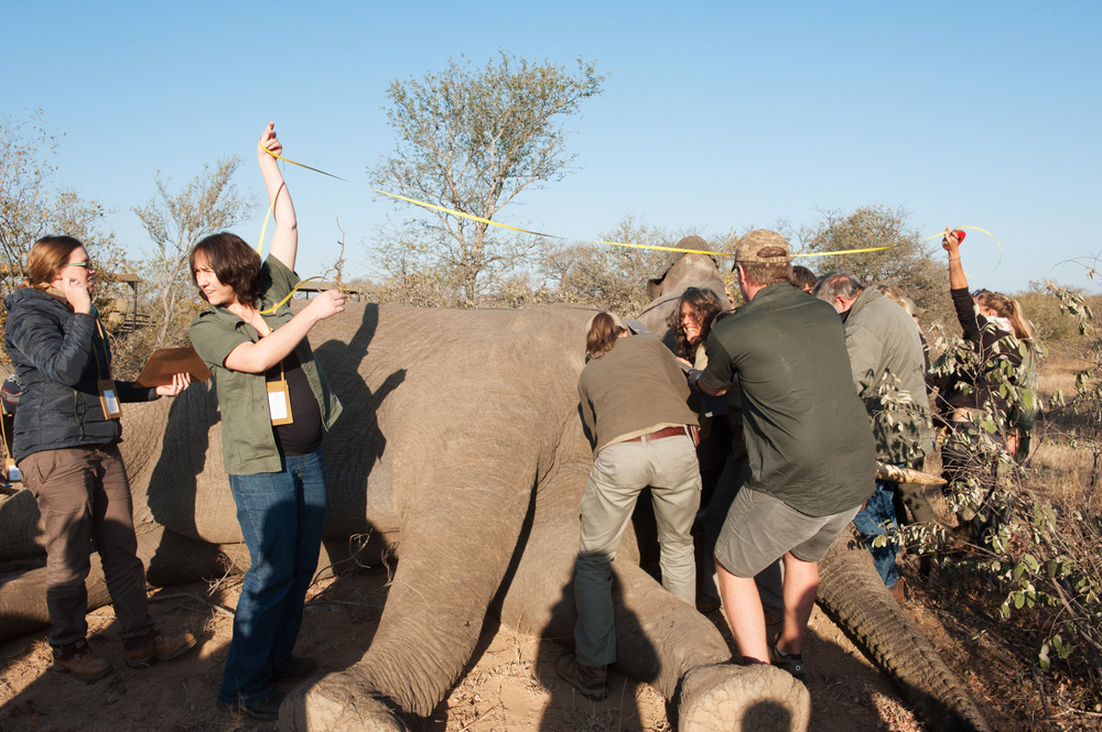 Hands-on conservation work in the African bush