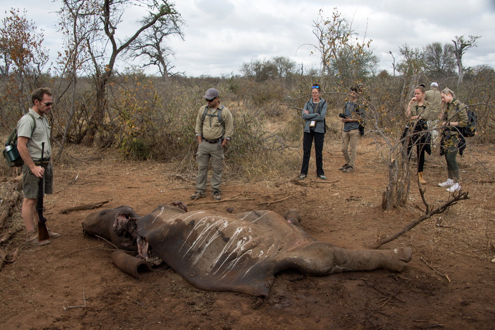 A rhino killed by poachers