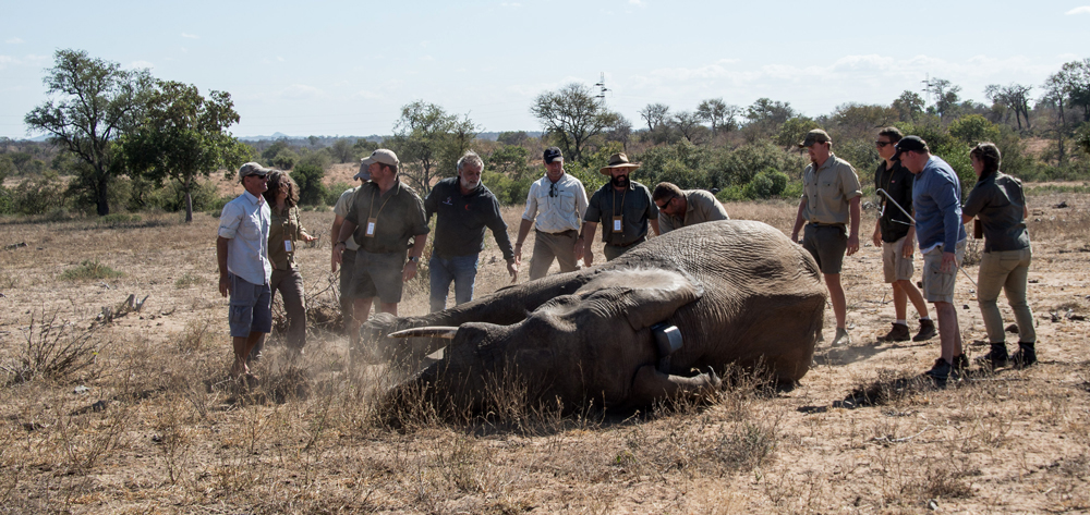 A dedicated team doing important conservation work