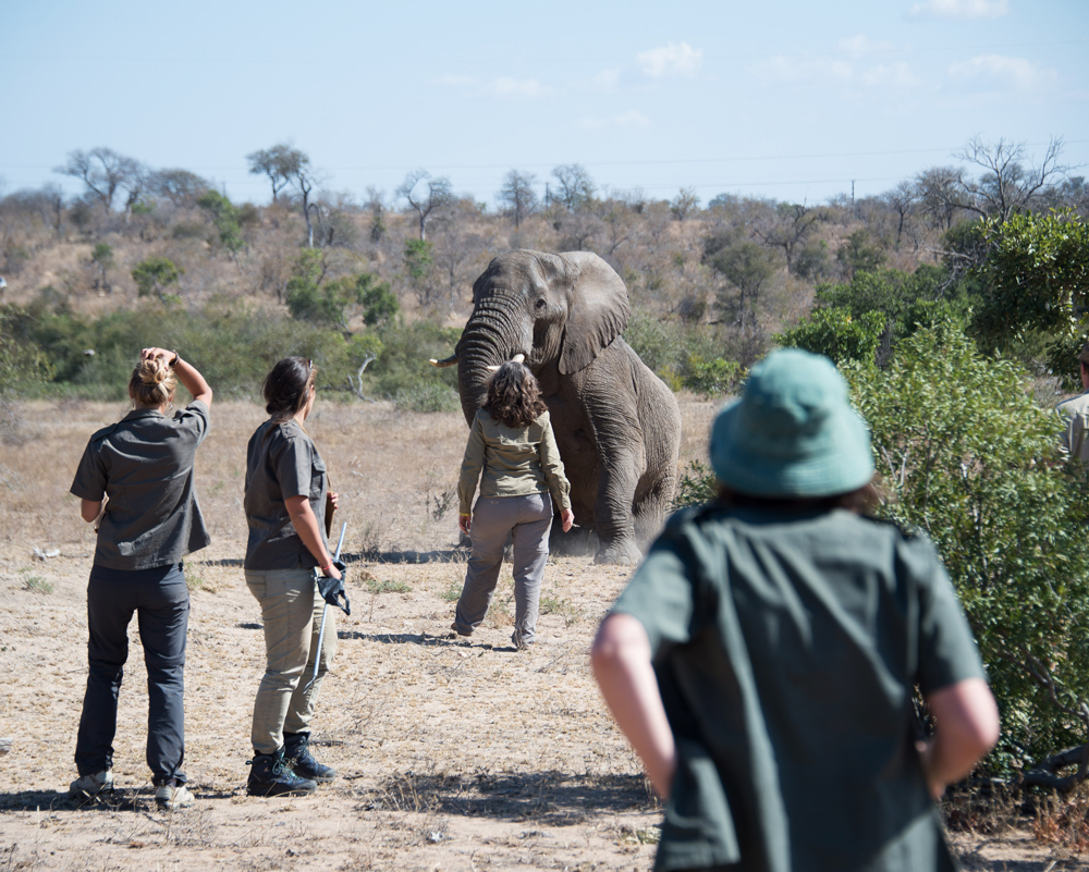 Team of people interacting with an elephant