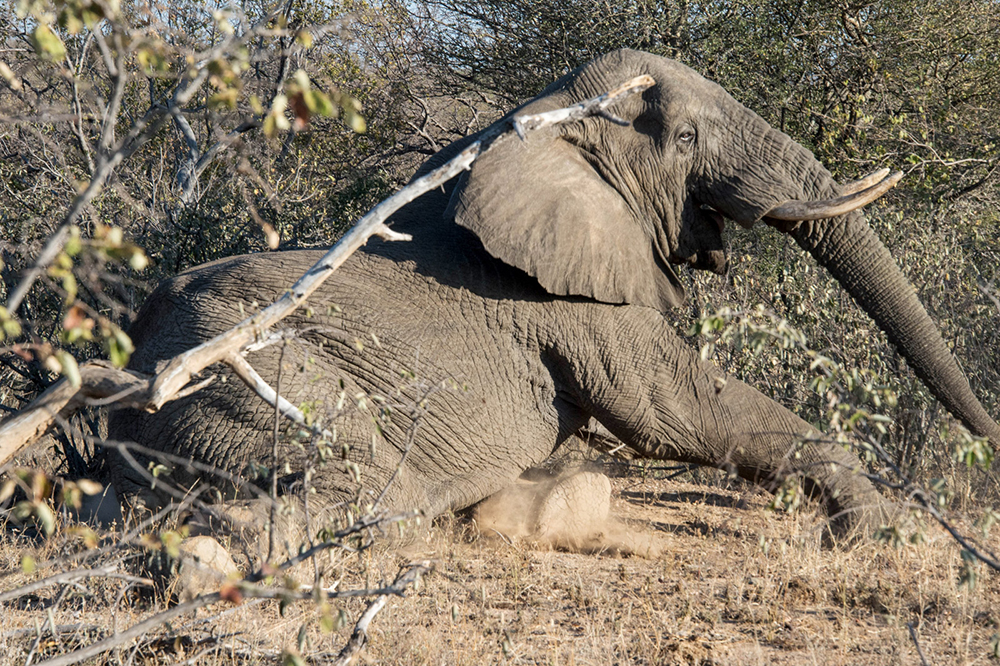 An elephant resting in the bush