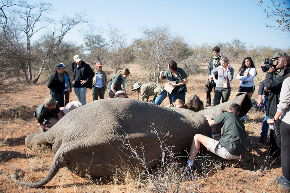 Conservation team helping an elephant