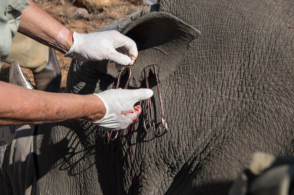 Placing a tag on a rhino's ear