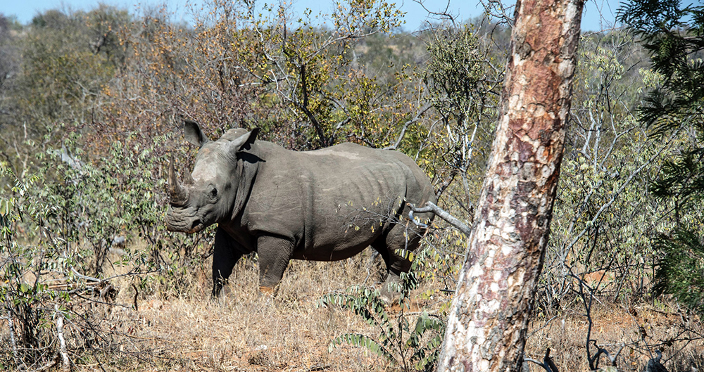 Rhino spotted in the wilderness