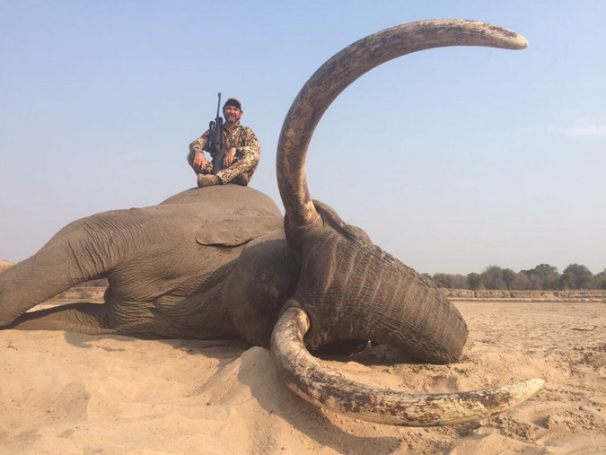 A large bull elephant shot by a trophy hunter in Zambia