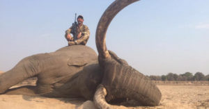 A large bull elephant shot by a trophy hunter in Zambia