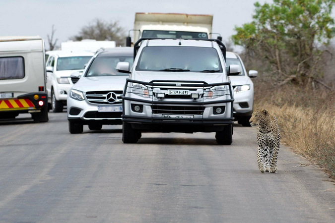 Vehicles joust for a good view of a leopard in Kruger National Park, South Africa