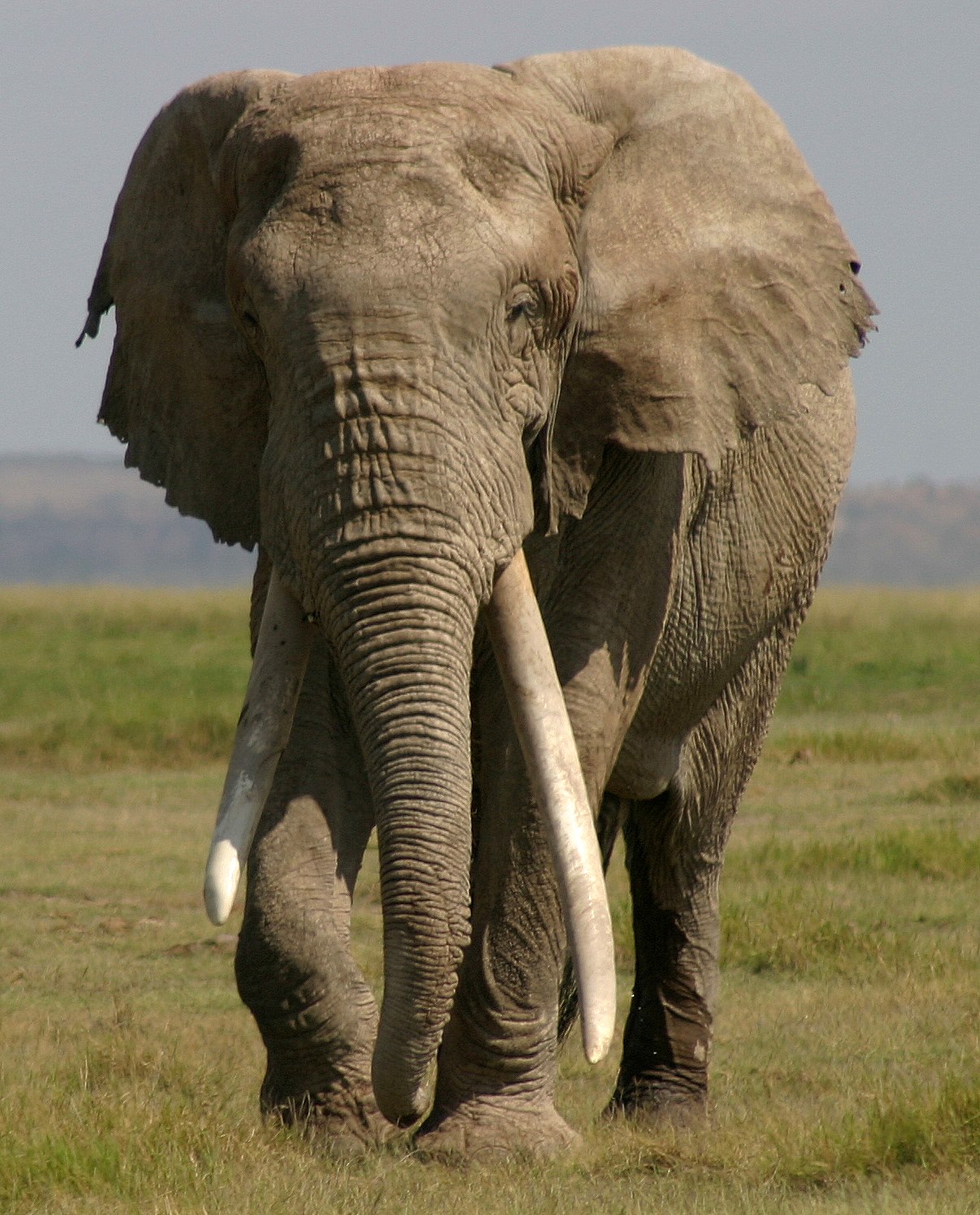 Giant elephant Little Male Amboseli Kenya © Amboseli Trust for Elephants