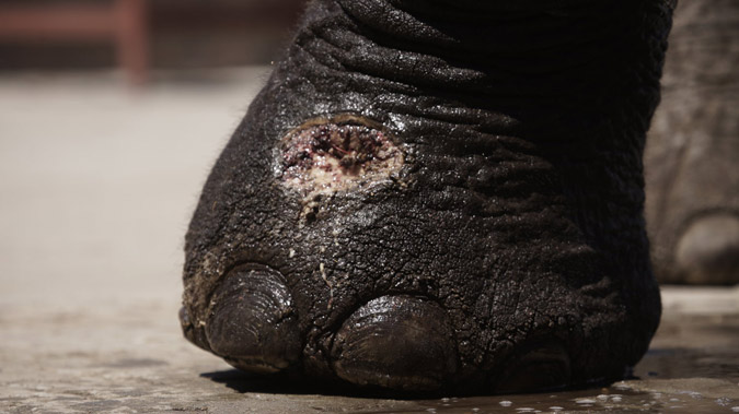 Foot injury for Benny the elephant © Water for Elephants Trust
