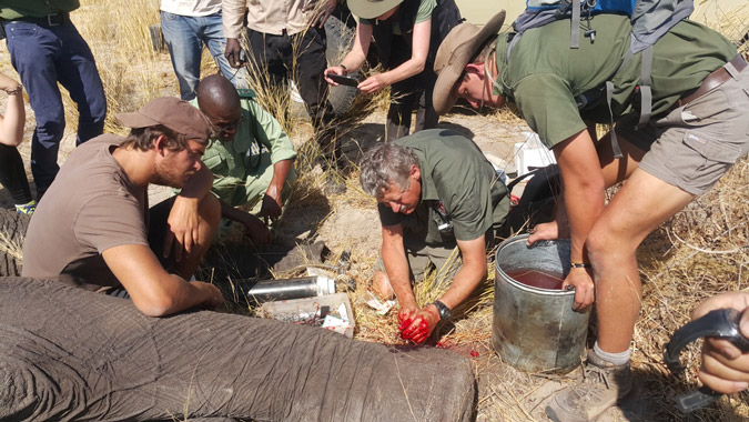 Emergency surgery for Benny the elephant © Water for Elephants Trust
