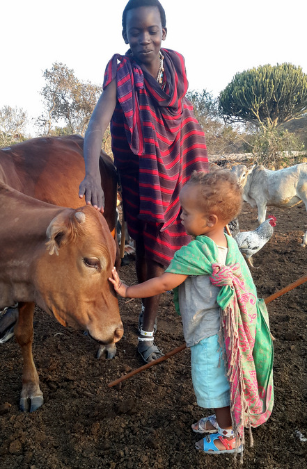 Maasai warrior and child with one of the cows from their herd