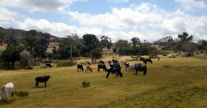 Maasai cattle grazing in the Tanzania Steppe