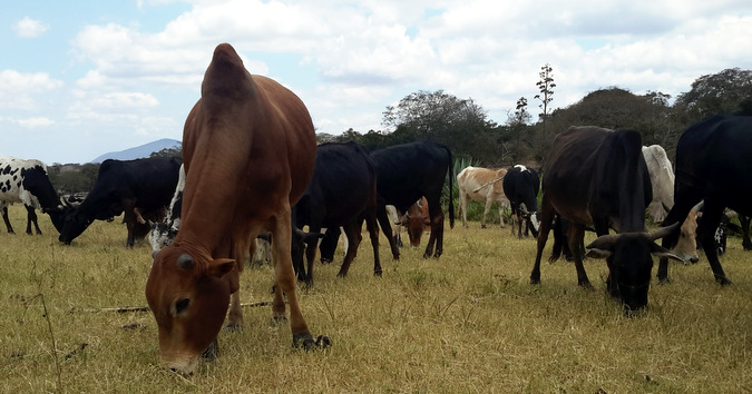 Maasai cattle grazing in Tanzania