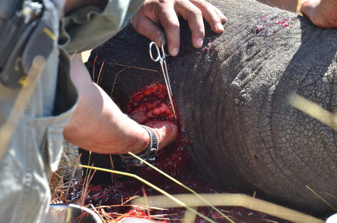 Emergency surgery for Benny the elephant © Water for Elephants Trust