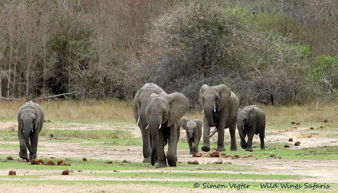 Getting to the trunk of It - Africa Geographic