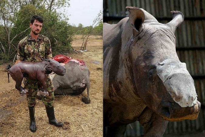 Unborn rhino and dehorned rhino