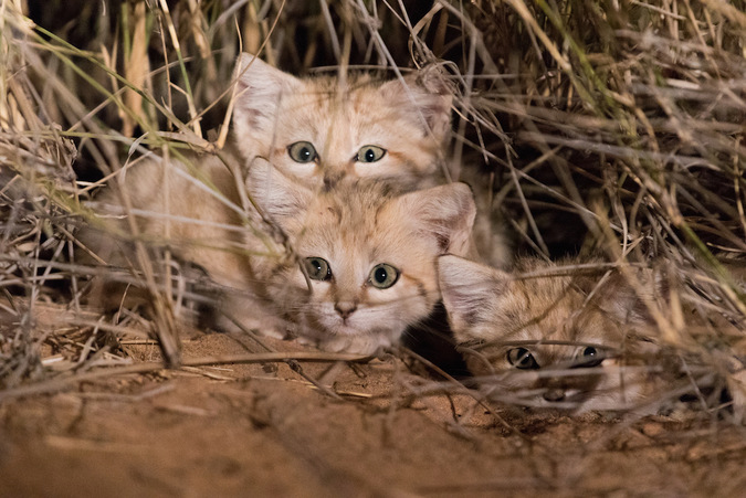 Sand cat kittens in the Morroco wilderness