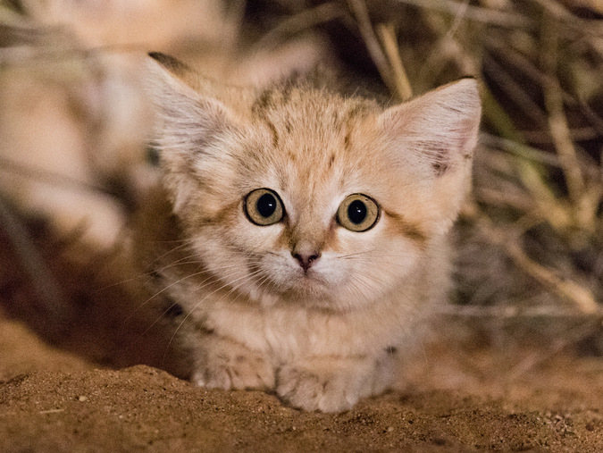 A sand cat kitten in the wild