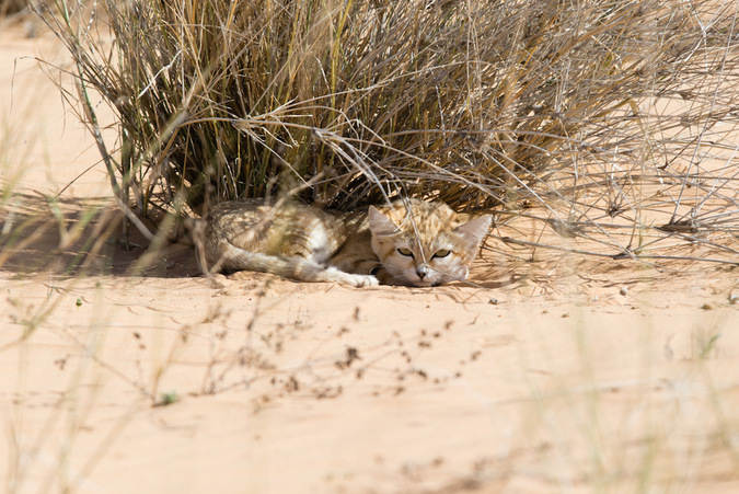 A sand cat in the wilderness of Morocco