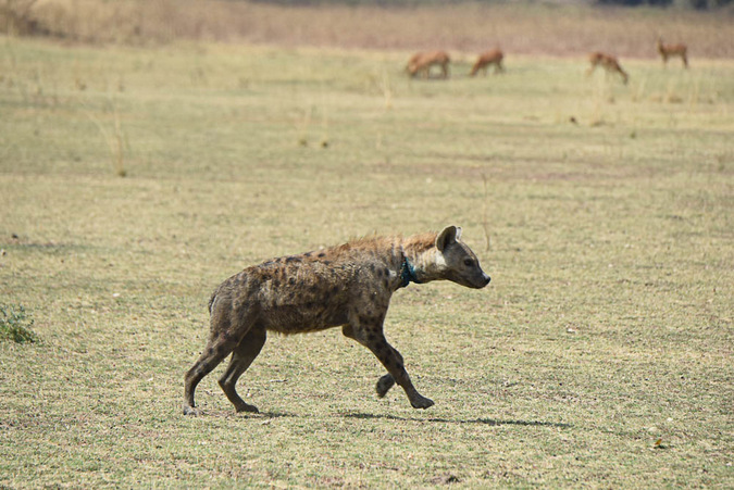 Hyena moves off after being treated