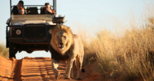 Black-maned lion in the Kalahari