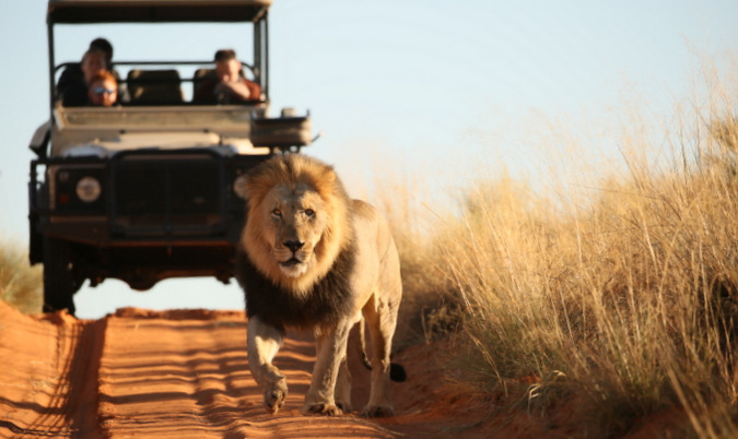 Black-maned lion walking with game drive vehicle in the background