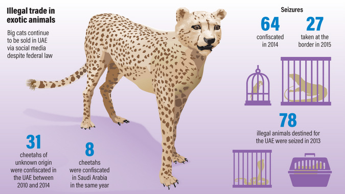 Illustrated figure of the illegal trade in exotic animals