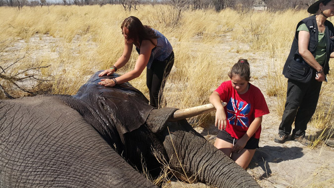 Emergency surgery for Benny the elephant © Water for Elephants Trust