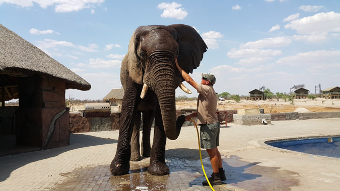 Benny the elephant © Water for Elephants Trust