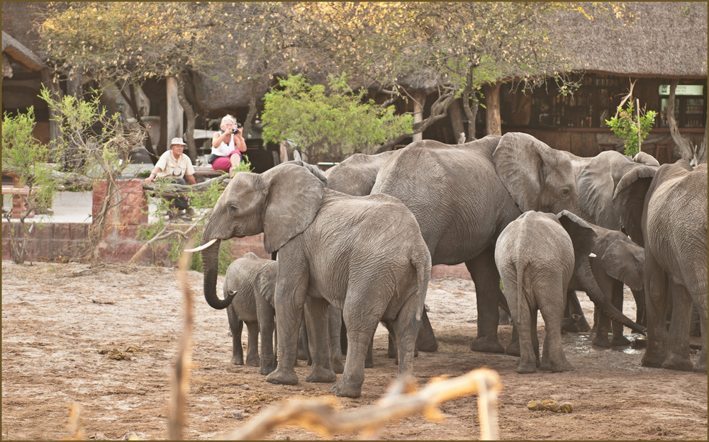 Thirsty elephants drinking water at Elephant Sands. Water for Elephants Trust, Botswana