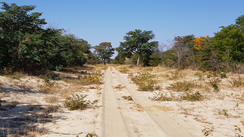 The sandy teak woodland typical of eastern Botswana.