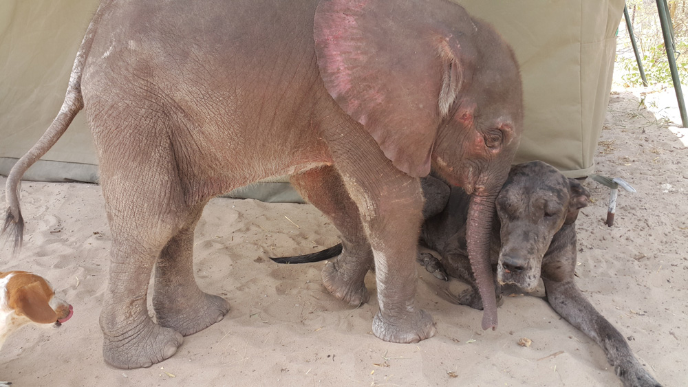 Dehydrated baby elephant. Water for Elephants Trust, Botswana