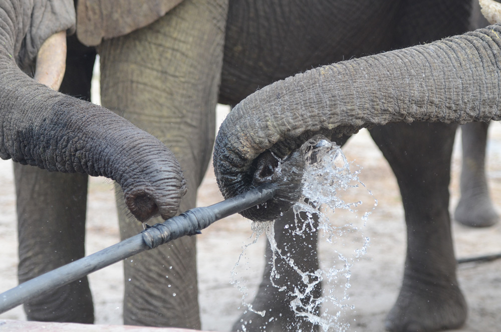 Thirsty elephants drinking from pipe. Water for Elephants Trust, Botswana
