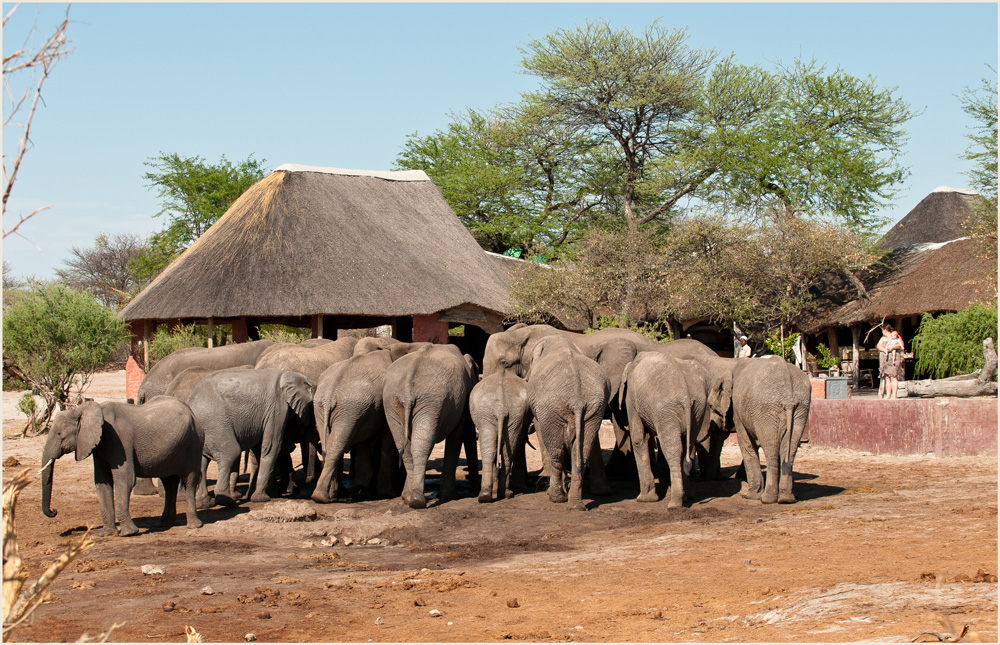 Thirsty elephants drinking water at Elephant Sands. Water for Elephants Trust, Botswana
