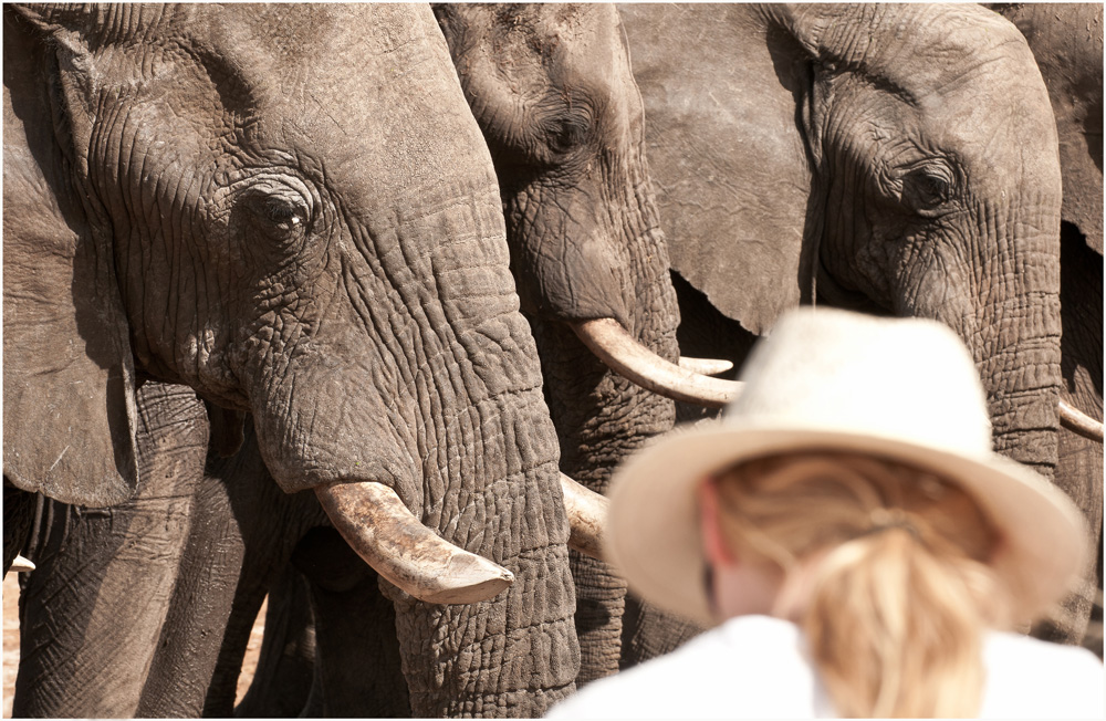 Elephants and tourist - Water for Elephants Trust, Botswana